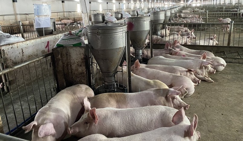 Giá heo hơi hôm nay (05/6)