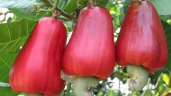 Trái cây xuất khẩu tỉ đô, lấy hạt rồi đừng vứt đi, đem làm những món này lạ miệng mà ngon