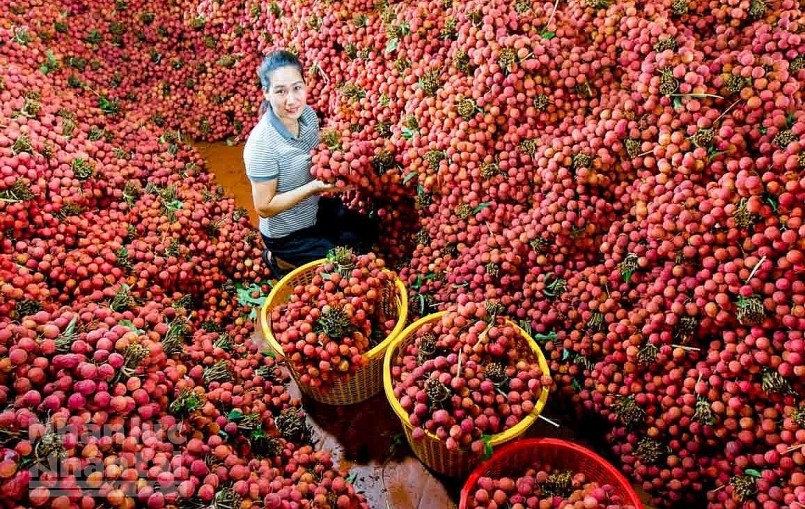 Năm 2023 sản lượng vải thiều Lục Ngạn được dự báo sẽ đạt khoảng 98.000 tấn.