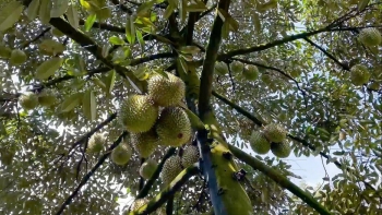 Điểm sáng sầu riêng Tây Nguyên đổi mới tư duy từ vườn cho tới chợ