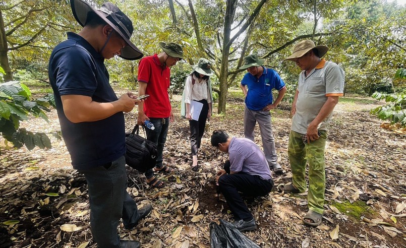 Cán bộ kỹ thuật của Công ty Cổ phần sầu riêng Tây Nguyên lấy mẫu đất kiểm tra đối với những vườn liên kết.