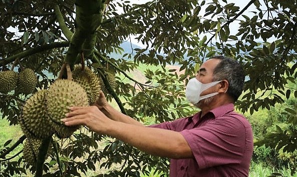 Hiện nay diện tích trồng sầu riêng toàn huyện Đam Rông khoảng 1.800 ha.