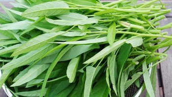 Cách nhận biết rau muống sạch, rau muống bẩn ai cũng làm được