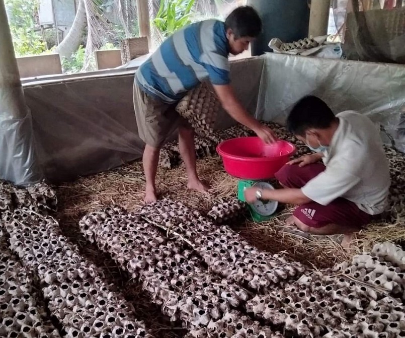 Gia đình chị Thúy đang thu hoạch dế nuôi.