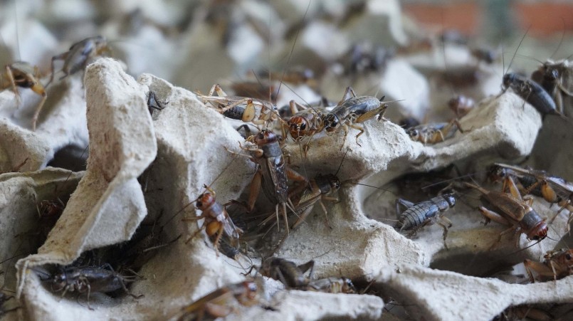 Mô hình nuôi dế được nhiều nông dân áp dụng vì không đòi hỏi nhiều vốn và thị trường rộng lớn.