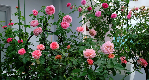 Trồng hoa hồng hay chết, phải biết ngay 5 “bí quyết” này, cây lên xanh tươi hoa ra sum suê