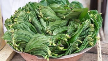 Không cần đi spa, dưỡng da bằng thứ lá cay xè này, một tuần sau da mịn như da em bé