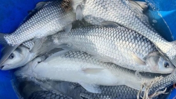 Nuôi loài cá tên nghe xấu xí nhưng được ví "mỹ ngư", kéo lồng lên có con nặng 6kg