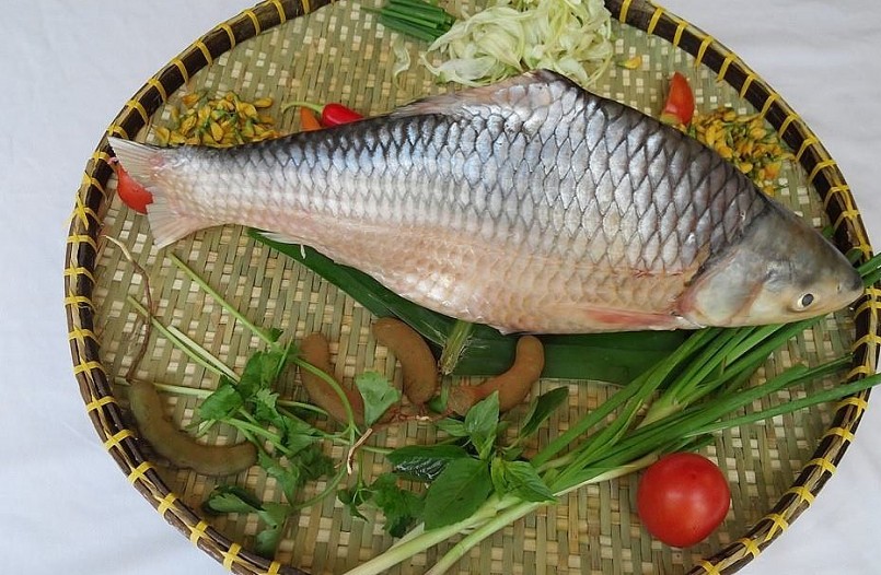 Cá cóc ngời tự nhiên rất hiếm vì bị săn bắt tận diệt.