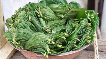 Không cần đi spa, dưỡng da bằng thứ lá cay xè này, một tuần sau da mịn như da em bé