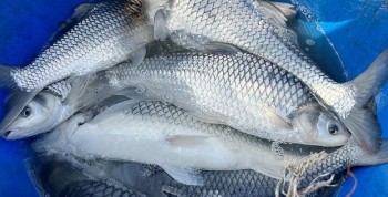 Nuôi loài cá tên nghe xấu xí nhưng được ví "mỹ ngư", kéo lồng lên có con nặng 6kg