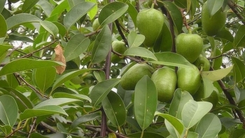 Tác dụng hữu ích của cây bình bát