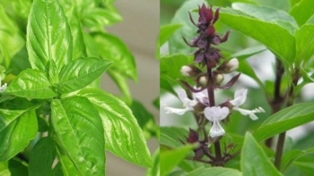 Cách phân biệt lá é và lá quế