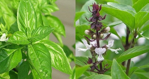 Lá é và lá quế là hai loại lá hoàn toàn khác nhau