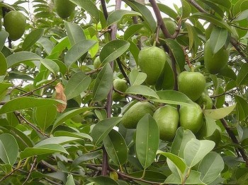 Tác dụng hữu ích của cây bình bát