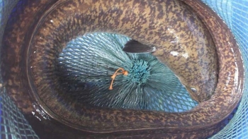 Những kình ngư siêu hiếm siêu đắt chỉ có ở Nghệ An nhà hàng mua được quý như "vàng"