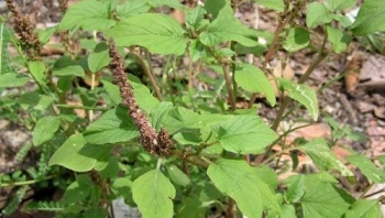 Rau dền- thực phẩm ngon, vị thuốc quý