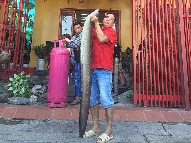 Một nhóm ngư dân ở Nghệ An đã thả lưới bắt được một con cá lệch nặng 22kg, dài hơn 2m. Ngay sau đó, con cá được bán lại cho một nhà hàng ở Hà Nội phục vụ thực khách.