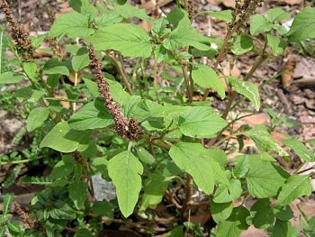 Rau dền- thực phẩm ngon, vị thuốc quý