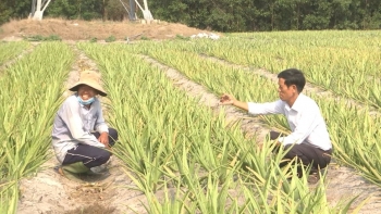 Trồng cây mọng nước chịu hạn tốt, tháng nào cũng cho thu hoạch, nhà nông lãi nửa tỷ/năm