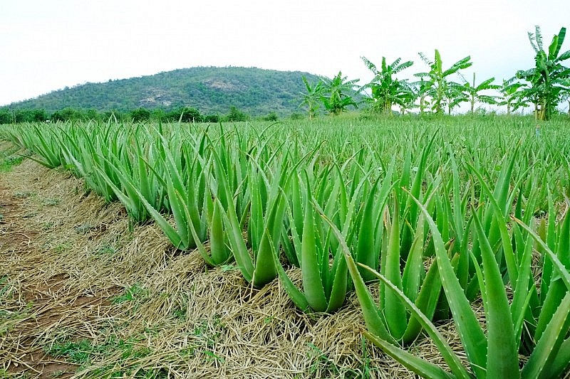 Nha đam thuộc họ lô hội Nha đam thuộc họ lô hội