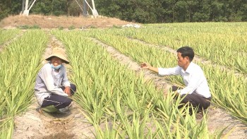 Trồng cây mọng nước chịu hạn tốt, tháng nào cũng cho thu hoạch, nhà nông lãi nửa tỷ/năm