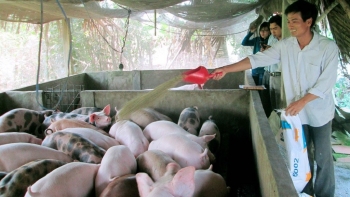 Giá heo hơi hôm nay 06/6: Dồn dập giảm, giá heo bất ngờ tăng trở lại mức cao nhất 60.000 đồng/kg