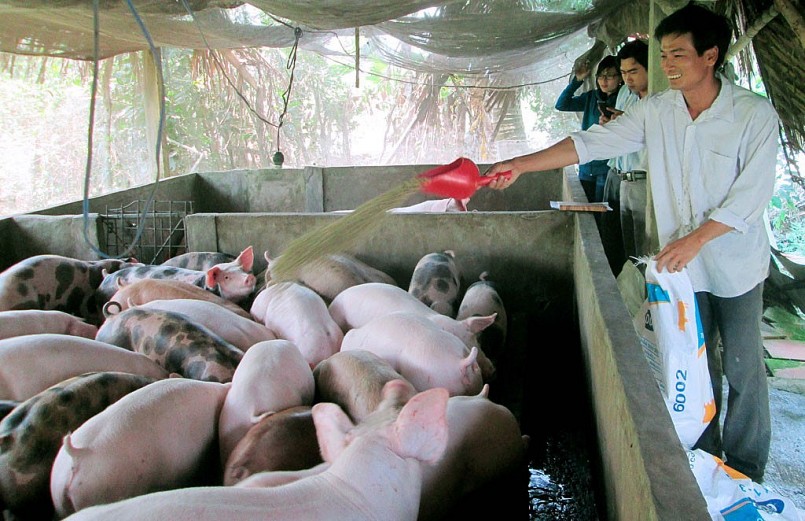 Giá heo hơi hôm nay (06/6) bất ngờ tăng 1.000 đến 2.000 đồng ở miền Trung và miền Nam. Giá heo hơi hôm nay (06/6) bất ngờ tăng 1.000 đến 2.000 đồng ở miền Trung và miền Nam.