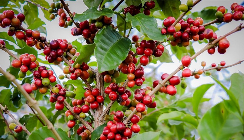 Giá nông sản hôm nay 06/6, giá cà phê bật tăng khởi sắc trên sàn kỳ hạn. 