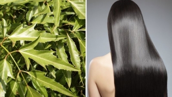 5 cách gội đầu bằng lá đinh lăng cho tóc siêu mượt