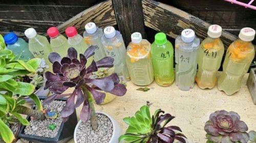 Trồng cây bổ sung thứ “nước tăng lực” này, nắng trên 30 độ cũng không lo bị vàng lá hay thối rễ