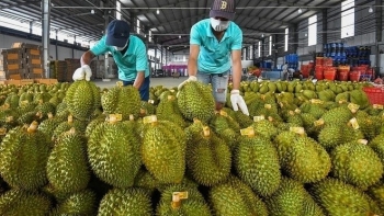 Xuất khẩu tăng vọt gấp 6 lần vì sao sầu riêng Việt Nam vẫn kém xa hàng Thái?