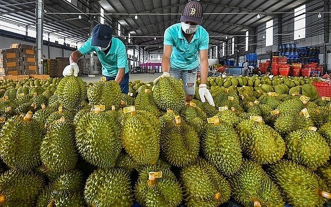 Trong 4 tháng đầu năm 2023, xuất khẩu sầu riêng của Việt Nam tăng vọt gấp 6 lần. Trong 4 tháng đầu năm 2023, xuất khẩu sầu riêng của Việt Nam tăng vọt gấp 6 lần.