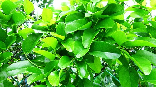 Loại "sâm của nhà nghèo" mùa nóng ai cũng thích ăn hóa ra còn giúp chống già, ngừa ung thư