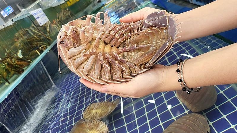 Bọ biển giá lên đến vài triệu đồng/kg Bọ biển giá lên đến vài triệu đồng/kg