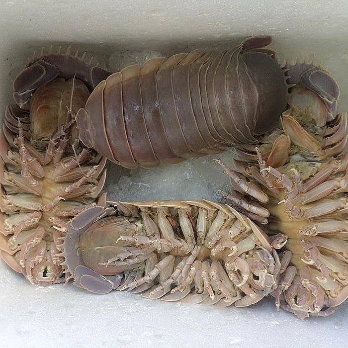 Bọ biển thuộc họ giáp xác giống với tôm và cua Bọ biển thuộc họ giáp xác giống với tôm và cua