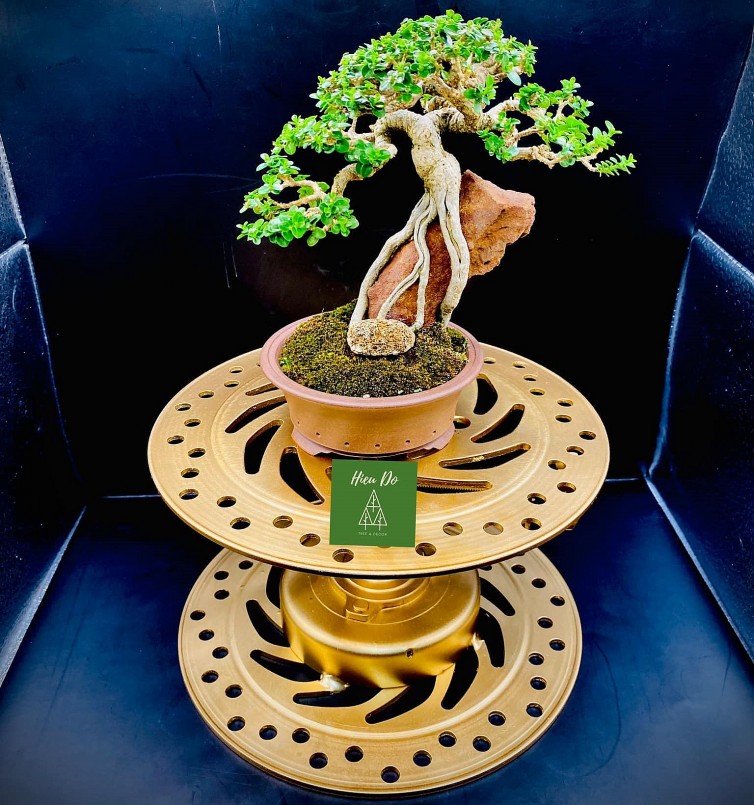 Một tác phẩm bonsai kết hợp với linh kiện của Nguyễn Vạn Hiếu.