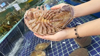 Bọ biển giá tiền triệu mỗi kg có thực sự bổ dưỡng