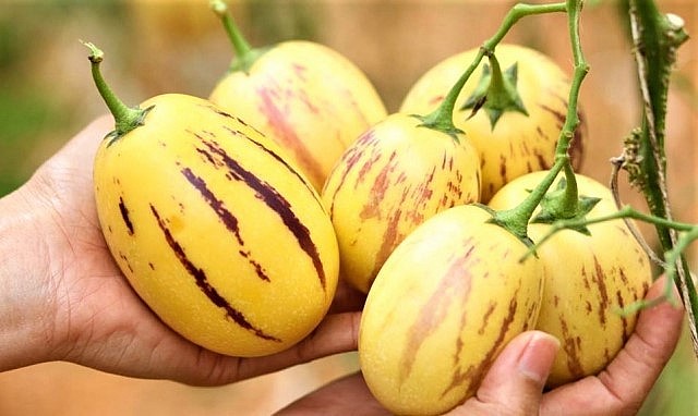 Giống dưa hấu tí hon Pepino được anh Nguyễn Định trồng thử nghiệm thành công đầu tiên tại Việt Nam.