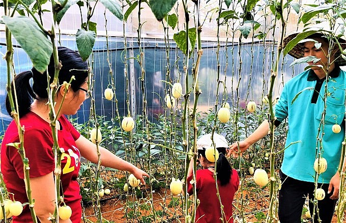 Khách du lịch được trải nghiệm hái dưa hấu tí hon ngay tại vườn.