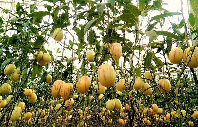 Dưa hấu tí hon nếu chăm sóc đúng kỹ thuật sẽ cho năng suất khá cao.