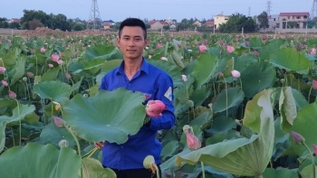 Trồng sen vùng rốn lũ ngát hương trên ao nhiễm phèn, khách nườm nượp qua trốn nắng