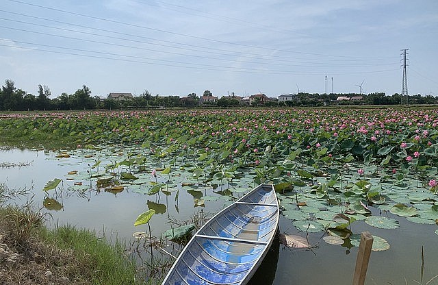 Những ao nuôi cá bấp bênh ngày nào nay đã thành những đầm sen tỏa ngát hương thơm.