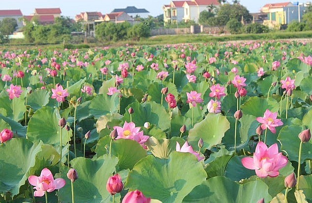 Để có được những đầm sen ngập sắc hoa, Lê Duy Trinh đã đỏ bao mồ hôi và vốn liếng.