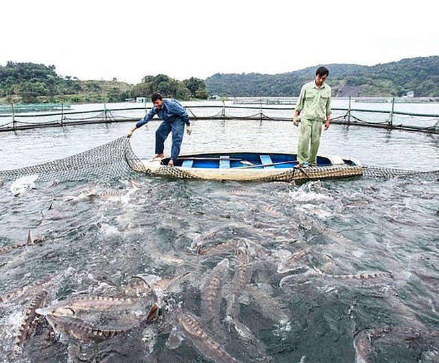 Cá tầm sống trong môi trường nước lạnh