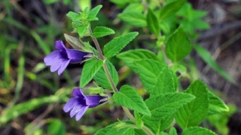 Uống nước nhân trần có tốt không?