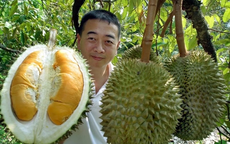 Trung Quốc đang đầu tư vào sầu riêng sản xuất ở Hải Nam. Trung Quốc đang đầu tư vào sầu riêng sản xuất ở Hải Nam.