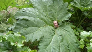 Nơi kỳ lạ trên trái đất, cây to cao gấp 5 lần bình thường phát hiện nhiều thực vật sắp tuyệt chủng