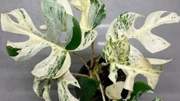 Loại lá cây rách thủng bạc thếch được chốt giá tiền tỷ, thú đam mê hay chiêu trò?