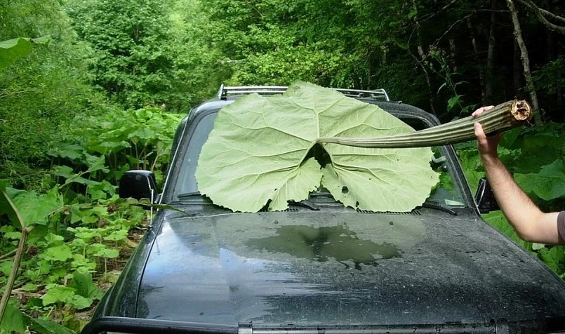 Một chiếc lá khổng lồ phủ kín cả kính lái ô tô.